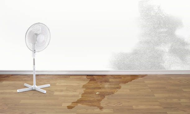 Best Carpet water damage restoration  in , DE