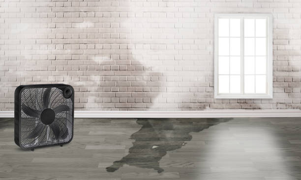 Best Flood restoration services  in , DE