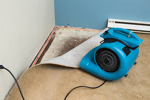 Best Water damage restoration mold remediation  in , DE